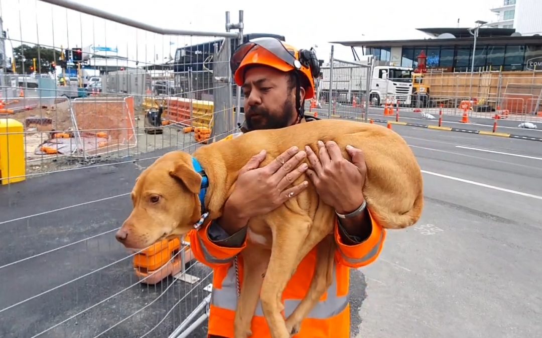 Save Them With Kindness The New NZTA Training and Competency Model